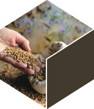 One hand full of grain being poured into a sack